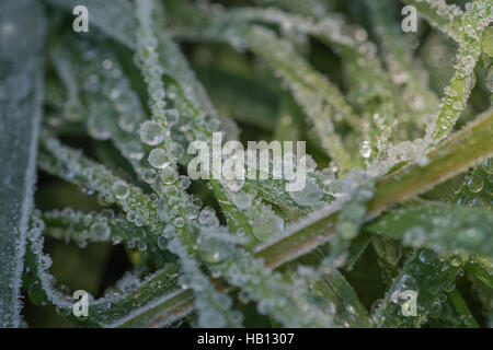 Congelate / smerigliati gocce di rugiada sull'erba - metafora visiva per il concetto d'inverno. Foto Stock