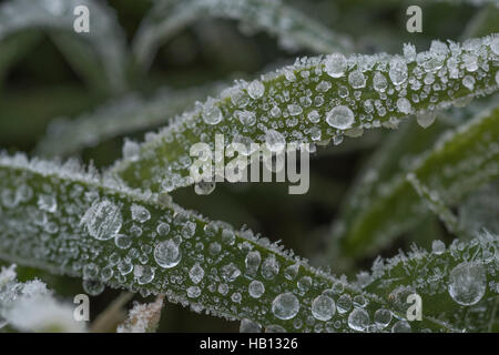 Congelate / smerigliati gocce di rugiada sull'erba - metafora visiva per il concetto d'inverno. Foto Stock