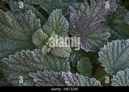 Coperto di brina foglie del comune di ortica / Urtica dioica, un comunemente foraged wild cibo. Foto Stock