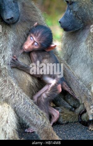 Poco chacma baboon bere da sua madre Foto Stock