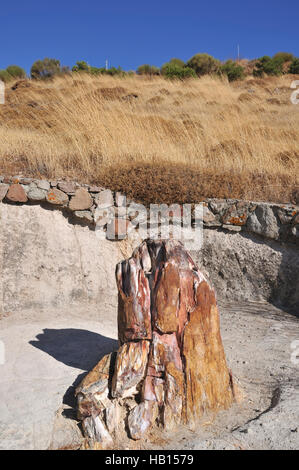 Petrified Forest preistorica in Sigri, Lesbo Island, Grecia Foto Stock