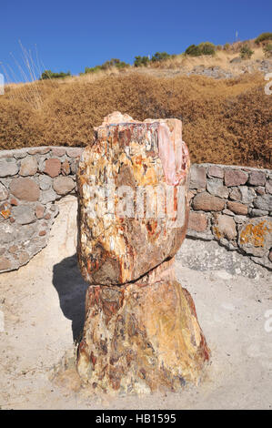 Petrified Forest preistorica in Sigri, Lesbo Island, Grecia Foto Stock