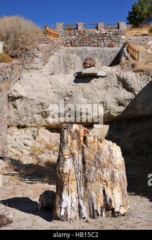 Petrified Forest preistorica in Sigri, Lesbo Island, Grecia Foto Stock