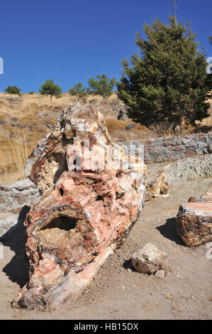 Petrified Forest preistorica in Sigri, Lesbo Island, Grecia Foto Stock