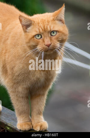 Lo zenzero Big cat con ling whiskers camminando sulla recinzione di legno Foto Stock