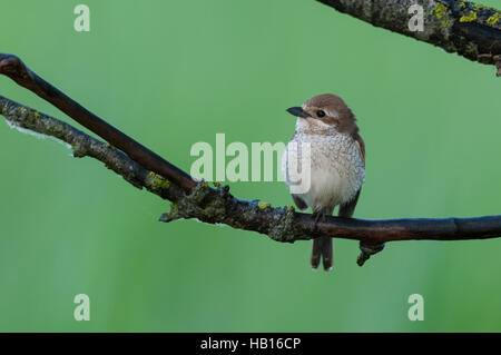 Red-backed shrike - Lago di Neusiedl, Austria- Foto Stock