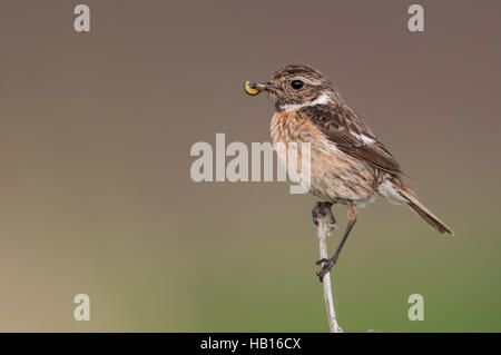 European stonechat - Lago di Neusiedl, Austria- Foto Stock