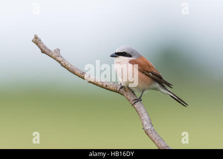 Red-backed shrike - Lago di Neusiedl, Austria- Foto Stock