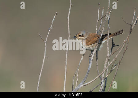 Red-backed shrike - Lago di Neusiedl, Austria- Foto Stock