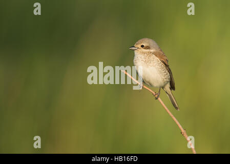 Red-backed shrike - Lago di Neusiedl, Austria- Foto Stock