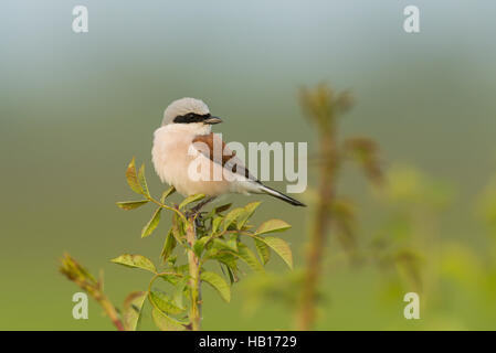 Red-backed shrike - Lago di Neusiedl- Foto Stock