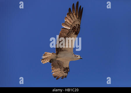 Osprey bird, Pandion haliaetus Foto Stock