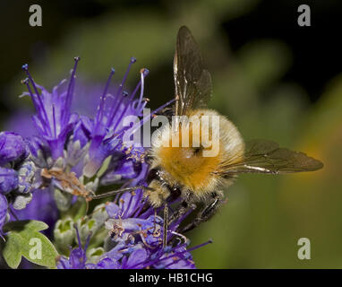 Carda comune-bee Bombus pascuorum Foto Stock