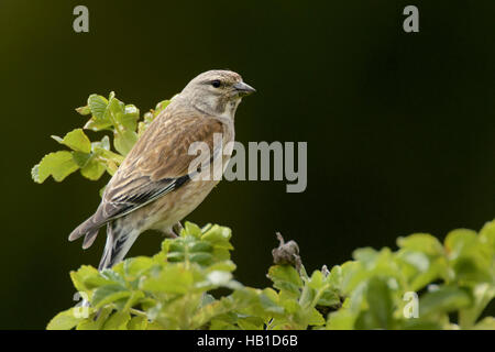 Fanello comune Foto Stock