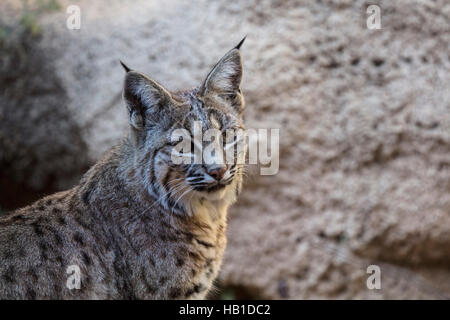 I Bobcats; Arizona Deserto Sonoran museo; Carol grigio; www.grayfoxxpixx.com; Foto Stock