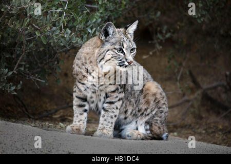 I Bobcats; Arizona Deserto Sonoran museo; Carol grigio; www.grayfoxxpixx.com; Foto Stock