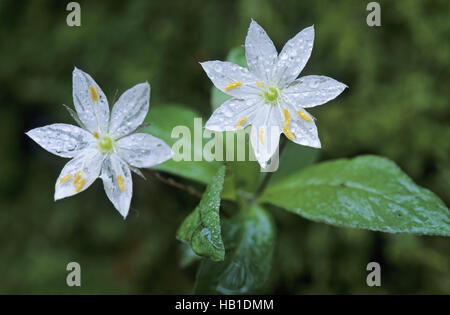 Chickweed-Wintergreen è in Inghilterra in via di estinzione Foto Stock