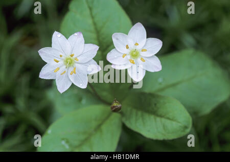 Chickweed-Wintergreen è in Inghilterra in via di estinzione Foto Stock