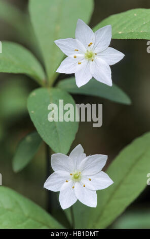 Chickweed-Wintergreen è in Inghilterra in via di estinzione Foto Stock