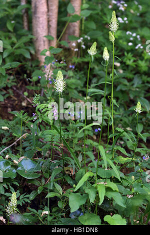 Rampion spiked, Phyteuma spicatum Foto Stock