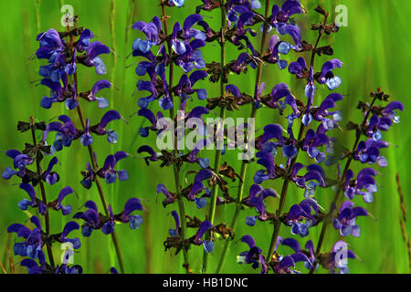 Prato salvia, Salvia pratensis Foto Stock