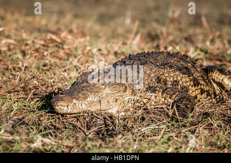 Coccodrillo del Nilo sulla banca di Chobe Foto Stock