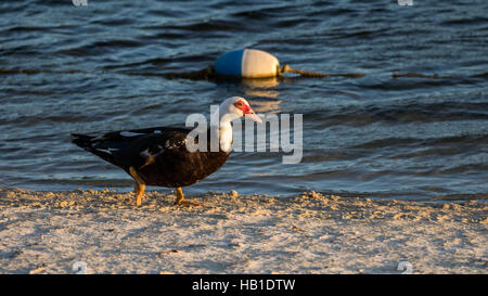 Anatra muta (Cairina moschata) passeggiate, lago presso le amache, Kendall, Florida Foto Stock