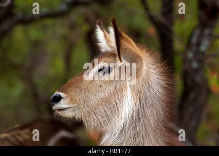 Ritratto di un waterbuck Foto Stock