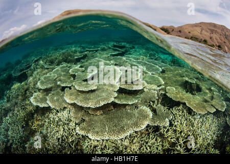 Un set di sani di coralli cresce in acqua poco profonda nel Parco Nazionale di Komodo. Questa regione è nota per la sua alta biodiversità marina. Foto Stock
