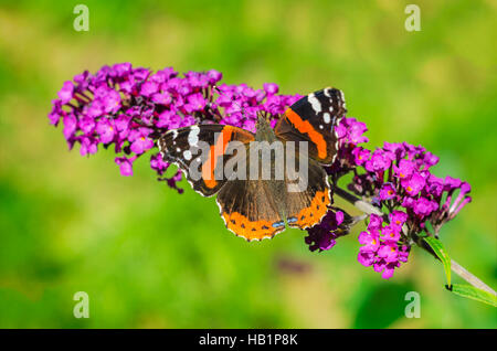 Farfalla colorata sul fiore viola, macro. Foto Stock