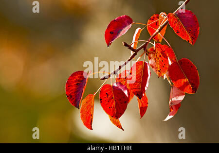 Foglie di autunno Foto Stock