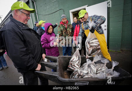 Richmond, Canada. 3 dicembre, 2016. Un volontario consente il caricamento del pesce su una carriola per i residenti durante le vendite di aringa fundraiser event in Richmond, Canada, Dicembre 3, 2016. I pescatori locali unite insieme donando l'aringa essi appena catturati per la sesta annuale di pescatori aiuta i ragazzi con il cancro fundraiser event. © Liang Sen/Xinhua/Alamy Live News Foto Stock