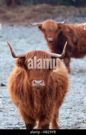 Highland bovini (Bos taurus - nome scientifico) in un campo di agricoltori durante un gelido mattina in Flintshire, Wales, Regno Unito Foto Stock