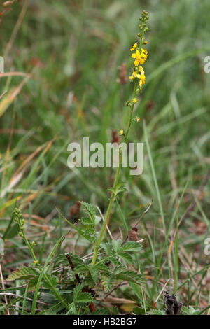 Churchsteeples, Agrimonia eupatoria Foto Stock