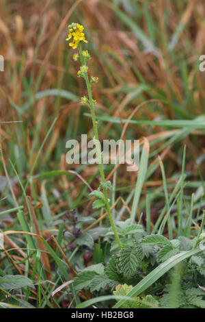 Churchsteeples, Agrimonia eupatoria Foto Stock