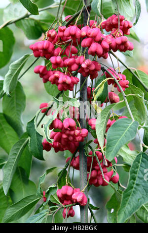 Mandrino europea, Euonymus europaeus Foto Stock