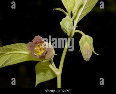 Blossom Atropa belladonna Foto Stock