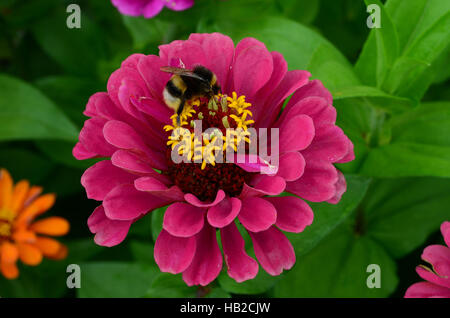 Zinnia, fiore, blossom Foto Stock