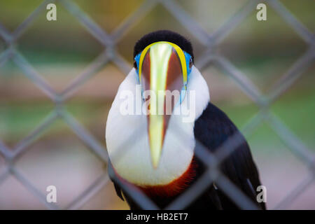 Colorato toucan bird a Manaus, Amazonas. Il Brasile Foto Stock