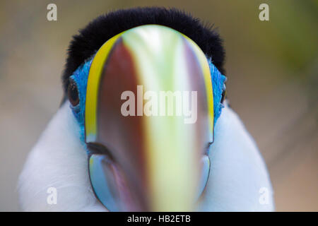 Colorato toucan bird a Manaus, Amazonas. Il Brasile Foto Stock