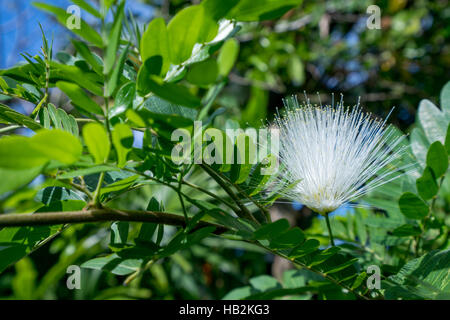 Immagine della pianta sensibile denominata Mimosa Pudica Foto Stock