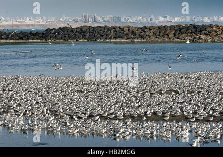 Stormo di uccelli in La Punta, El Callao, Perù. Foto Stock