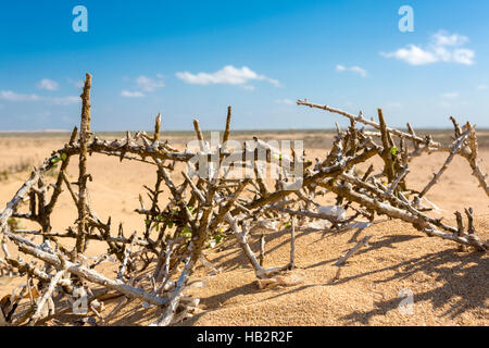 Morto essiccato rami di legno recante sulla sabbia della spiaggia di Punta Gallinas con cielo blu chiaro, La Guajira, Colombia 2014 (messa a fuoco selettiva) Foto Stock