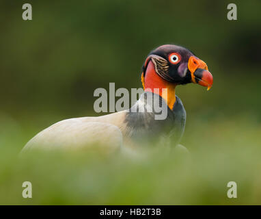 King Vulture (Sarcoramphus papa) nella nebbia verde Foto Stock