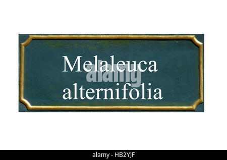 Scudo melaleuca alternifolia Foto Stock