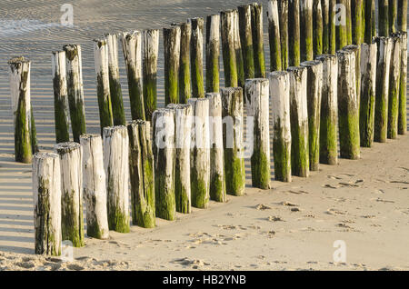 Due righe di bianco verde pennelli su una spiaggia Foto Stock