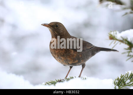 Merlo, turdus merula Foto Stock