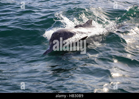 Dolphin nel fiordo Khor Ash Sham in Oman Foto Stock