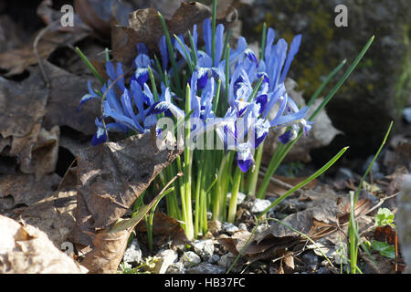 Iris reticulata, iris Nani Foto Stock