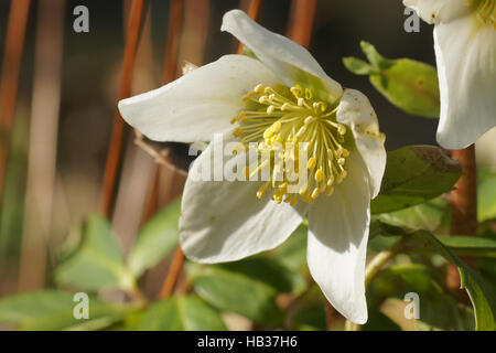 Helleborus niger, Christrose, l'Elleboro Foto Stock